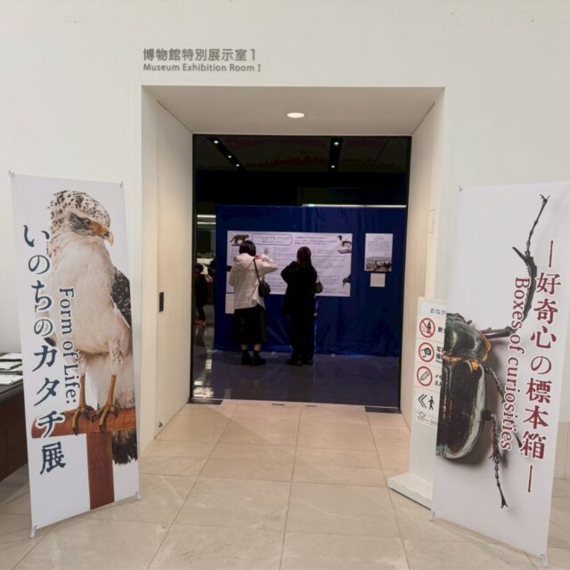 那覇市｜沖縄県立博物館・美術館 おきみゅー「いのちのカタチ展」小学生男子と親子で標本体験