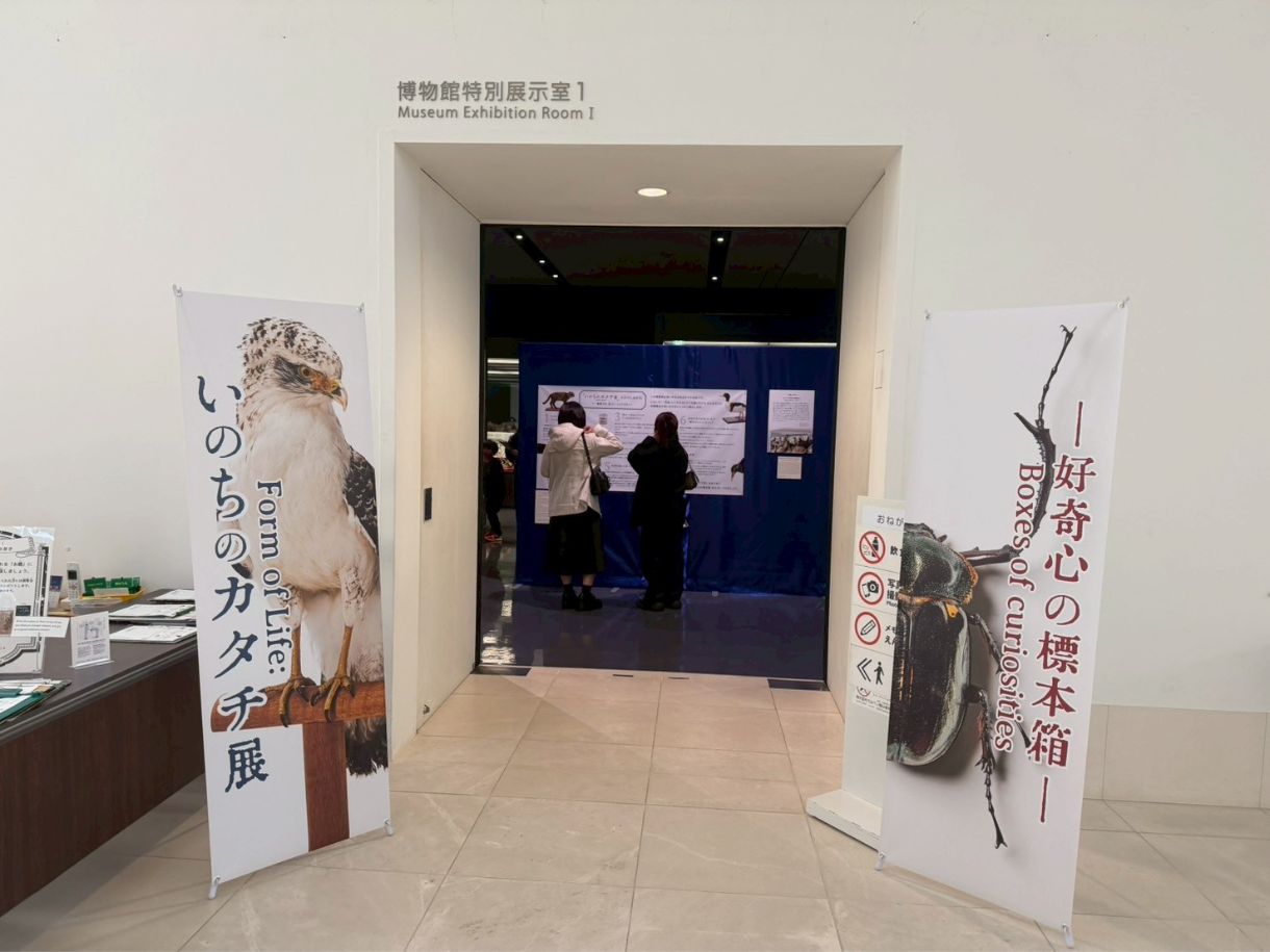 那覇市｜沖縄県立博物館・美術館 おきみゅー「いのちのカタチ展」小学生男子と親子で標本体験